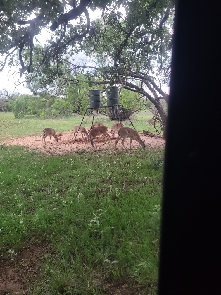 55 County Road 275 Priddy TX 76442