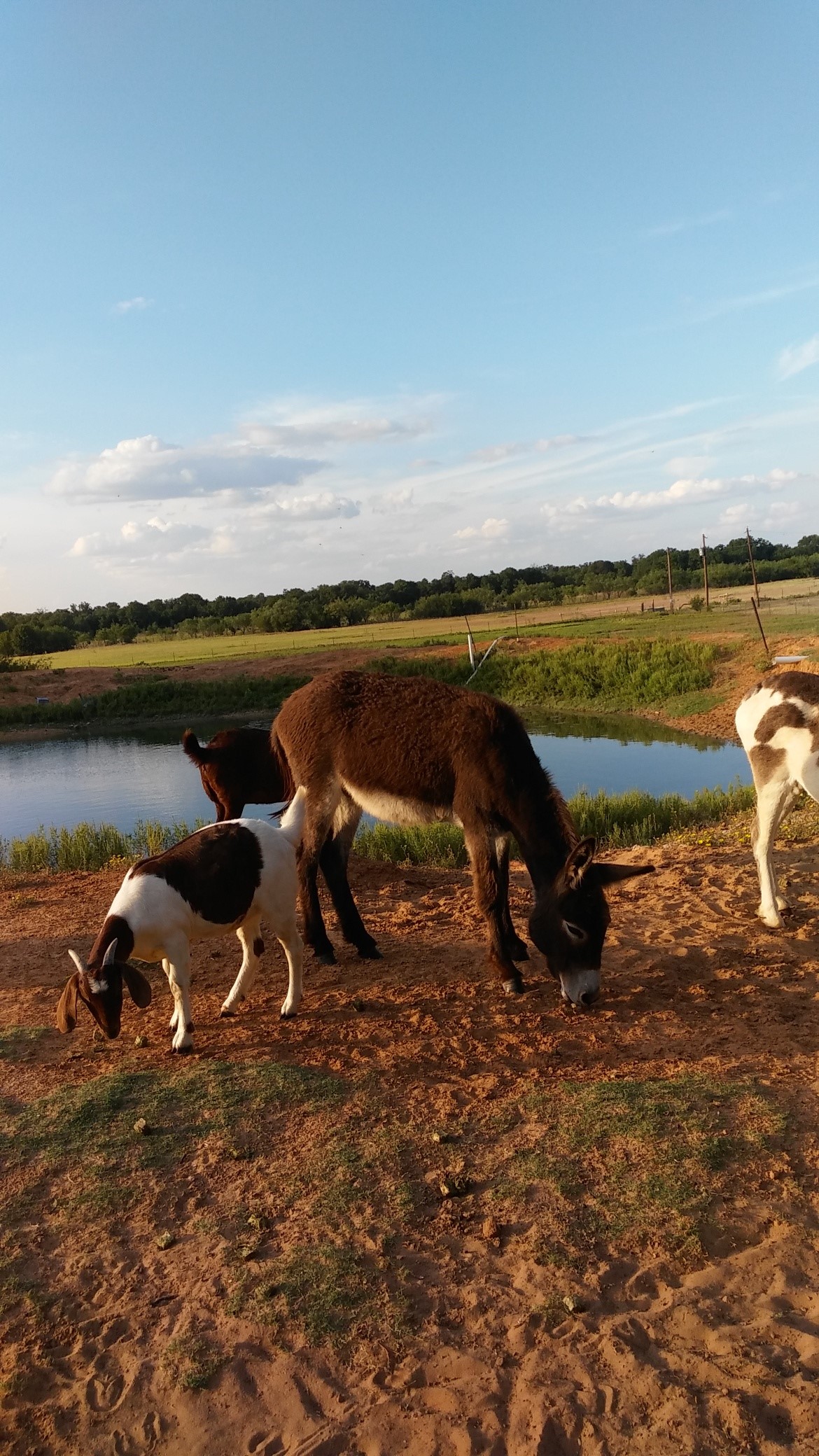 5664 Fm 3368 Hawley TX 79525