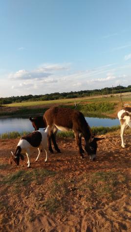 5664 Fm 3368 Hawley TX 79525