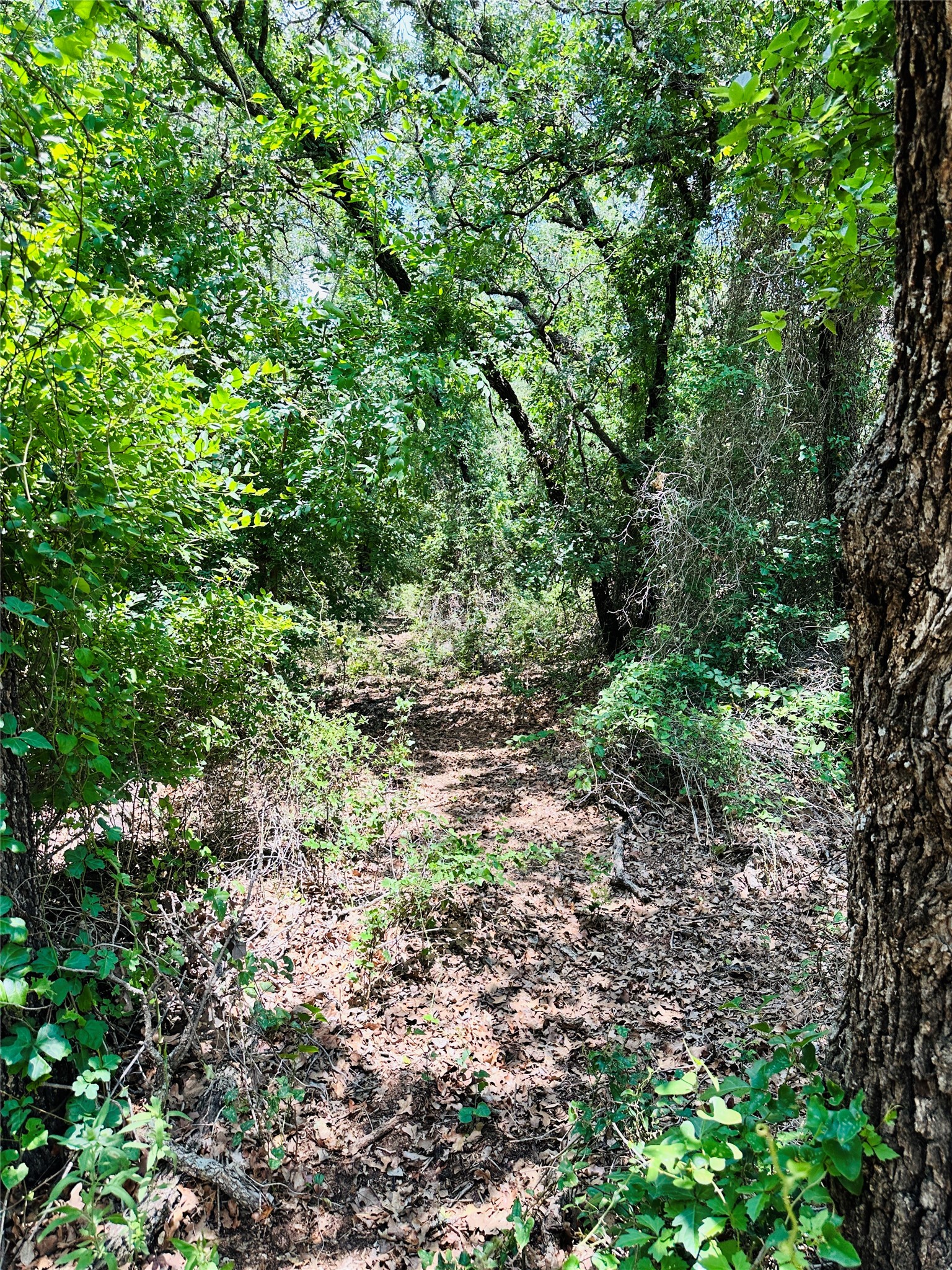 12264 County Road 404 Cross Plains TX 76443