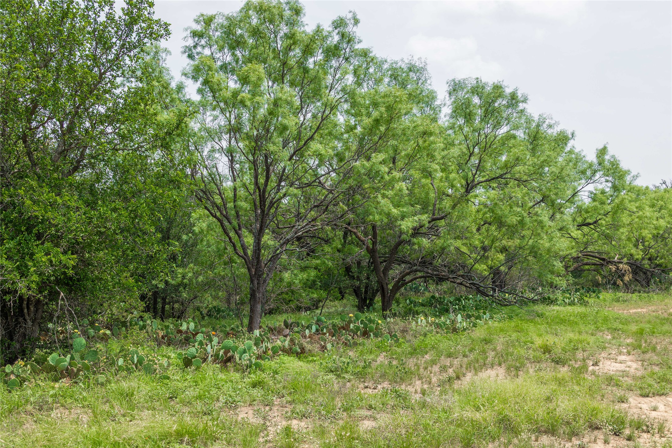13601 Highway 377 S Brookesmith TX 76827