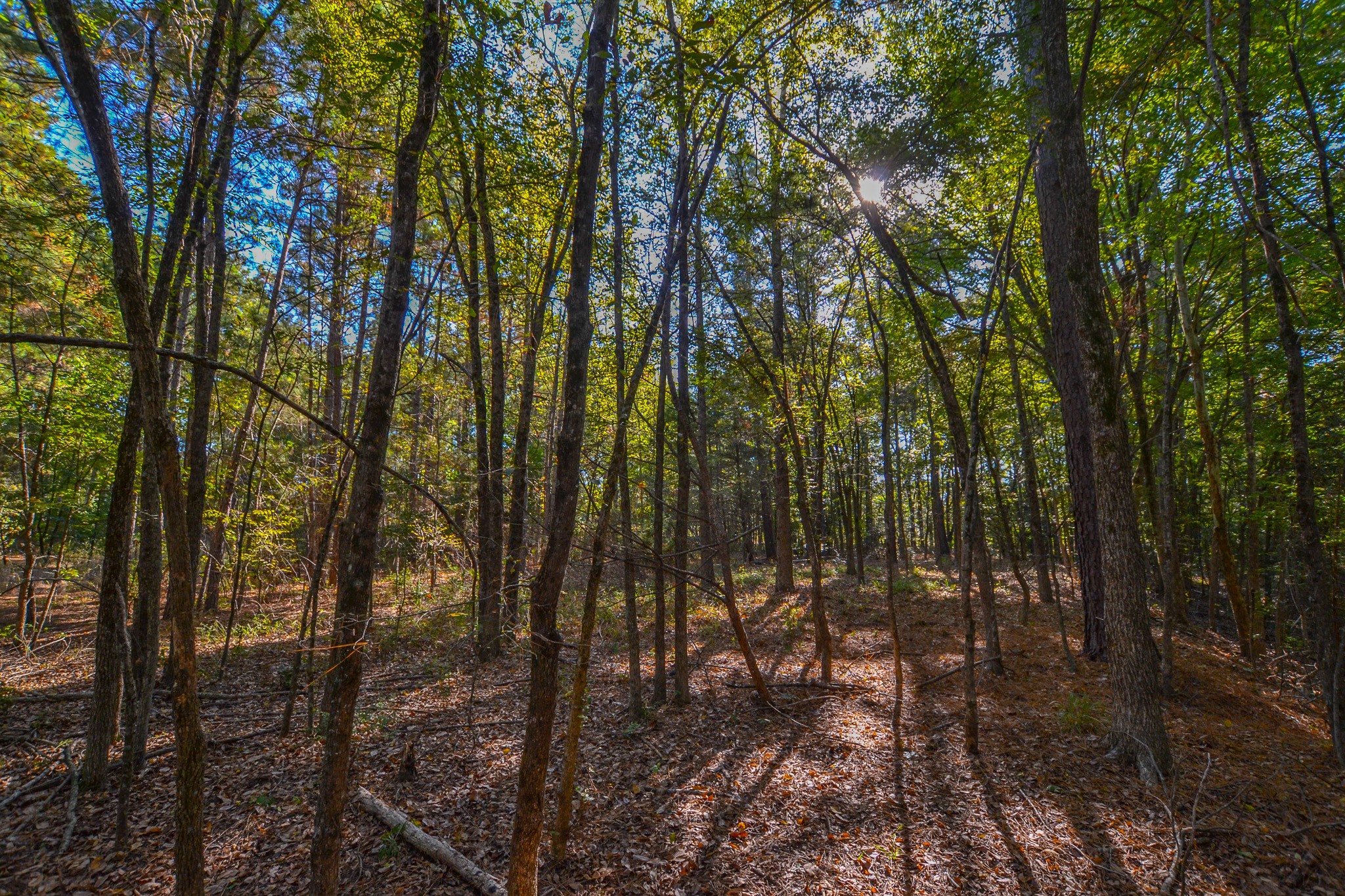 0 County Road 3409 Chandler TX 75758