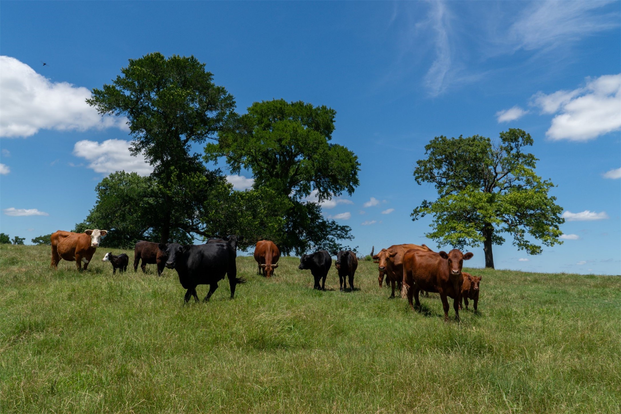 248 -Shaffer Road Denison TX 75021