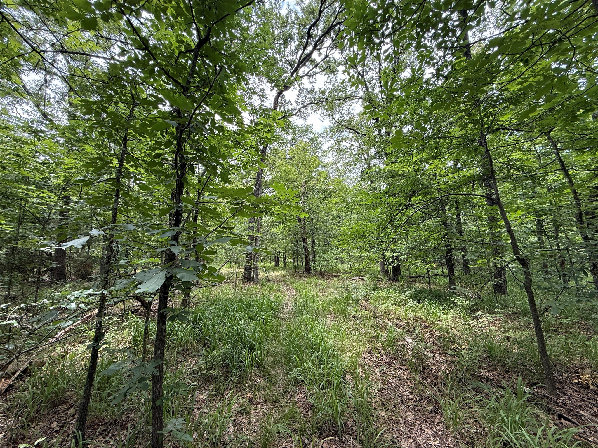 15195 Farm Road 71 E Sulphur Bluff TX 75481