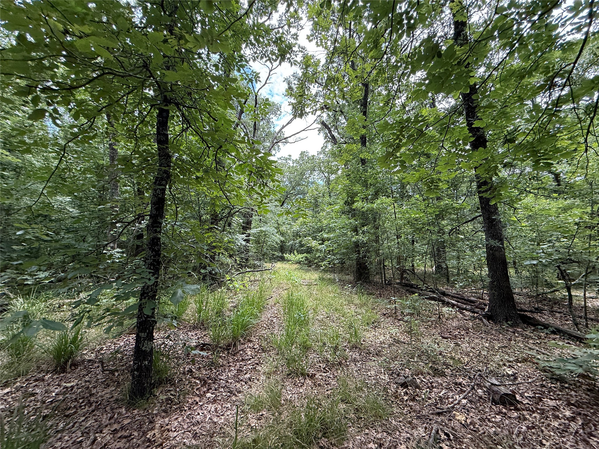 15195 Farm Road 71 E Sulphur Bluff TX 75481