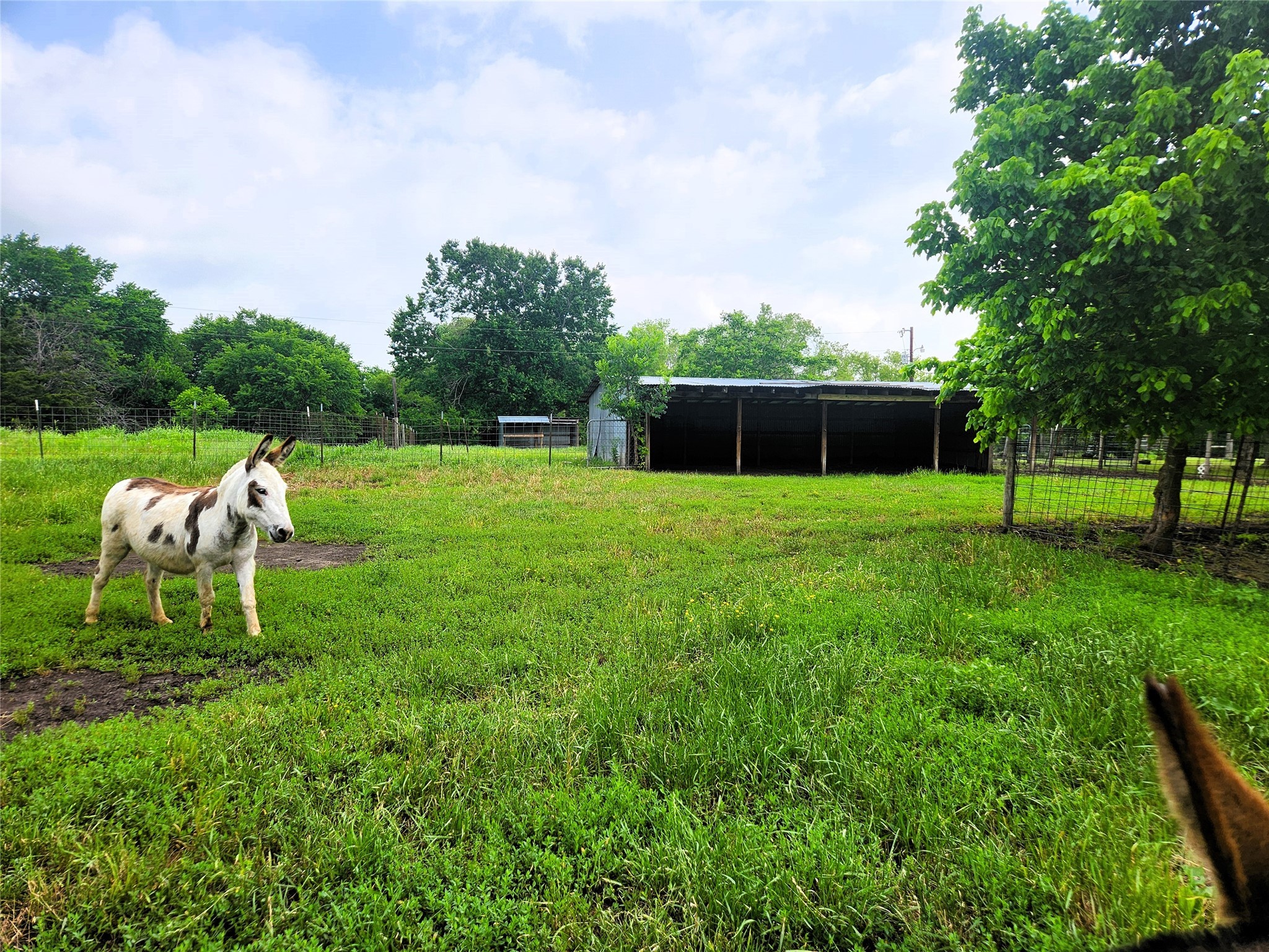7981 Fm 697 Whitewright TX 75491