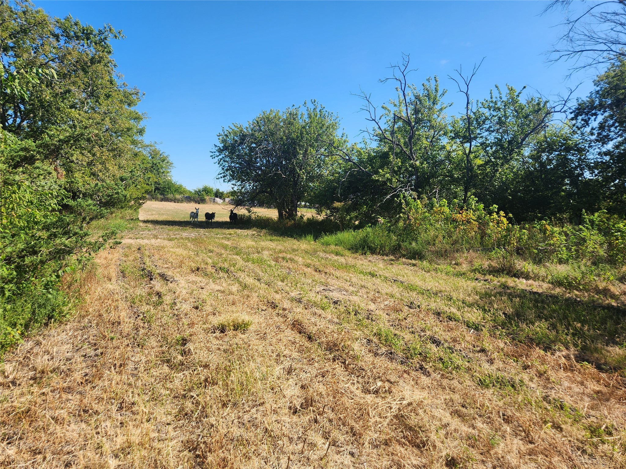 7981 Fm 697 Whitewright TX 75491