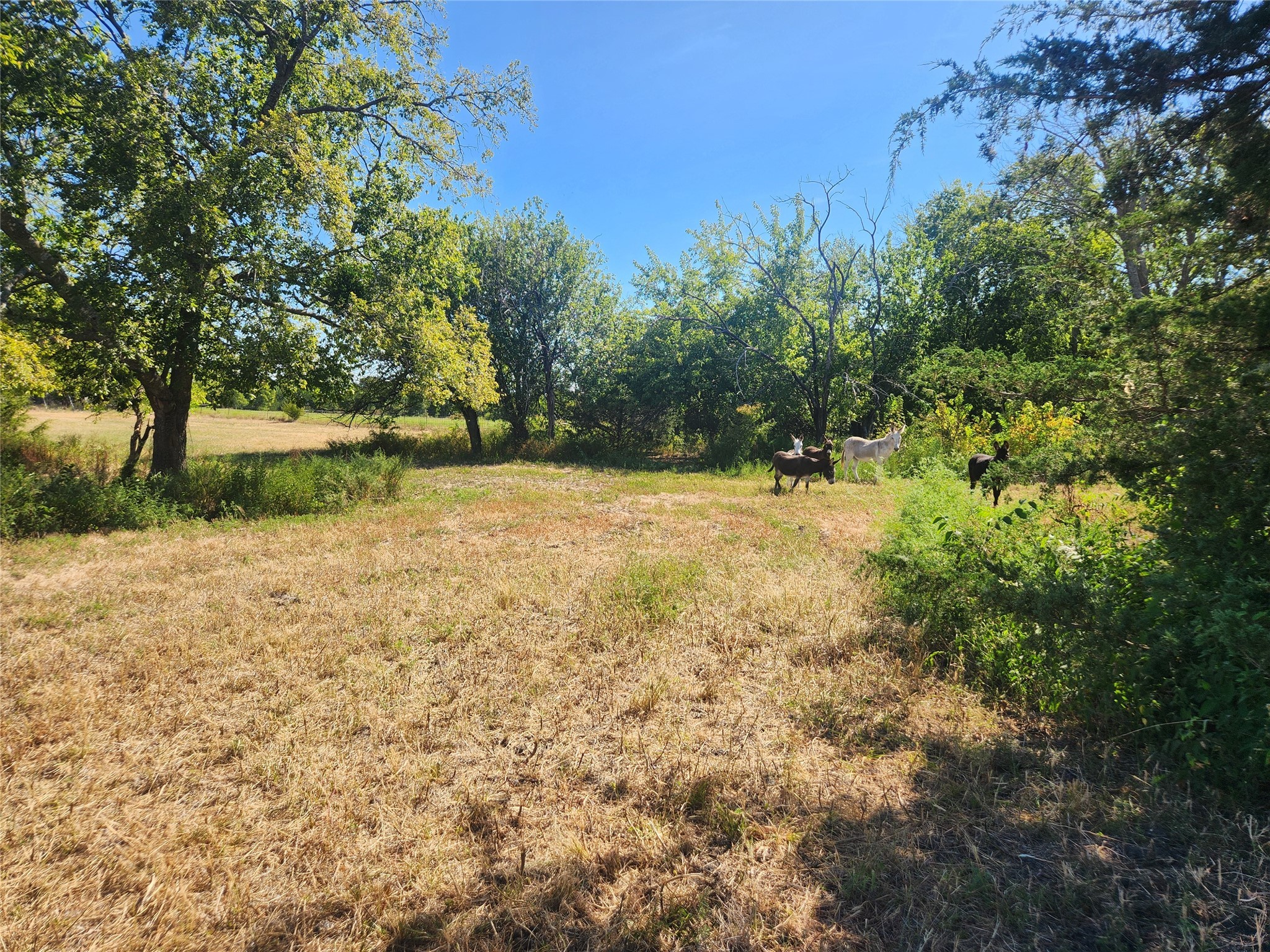 7981 Fm 697 Whitewright TX 75491
