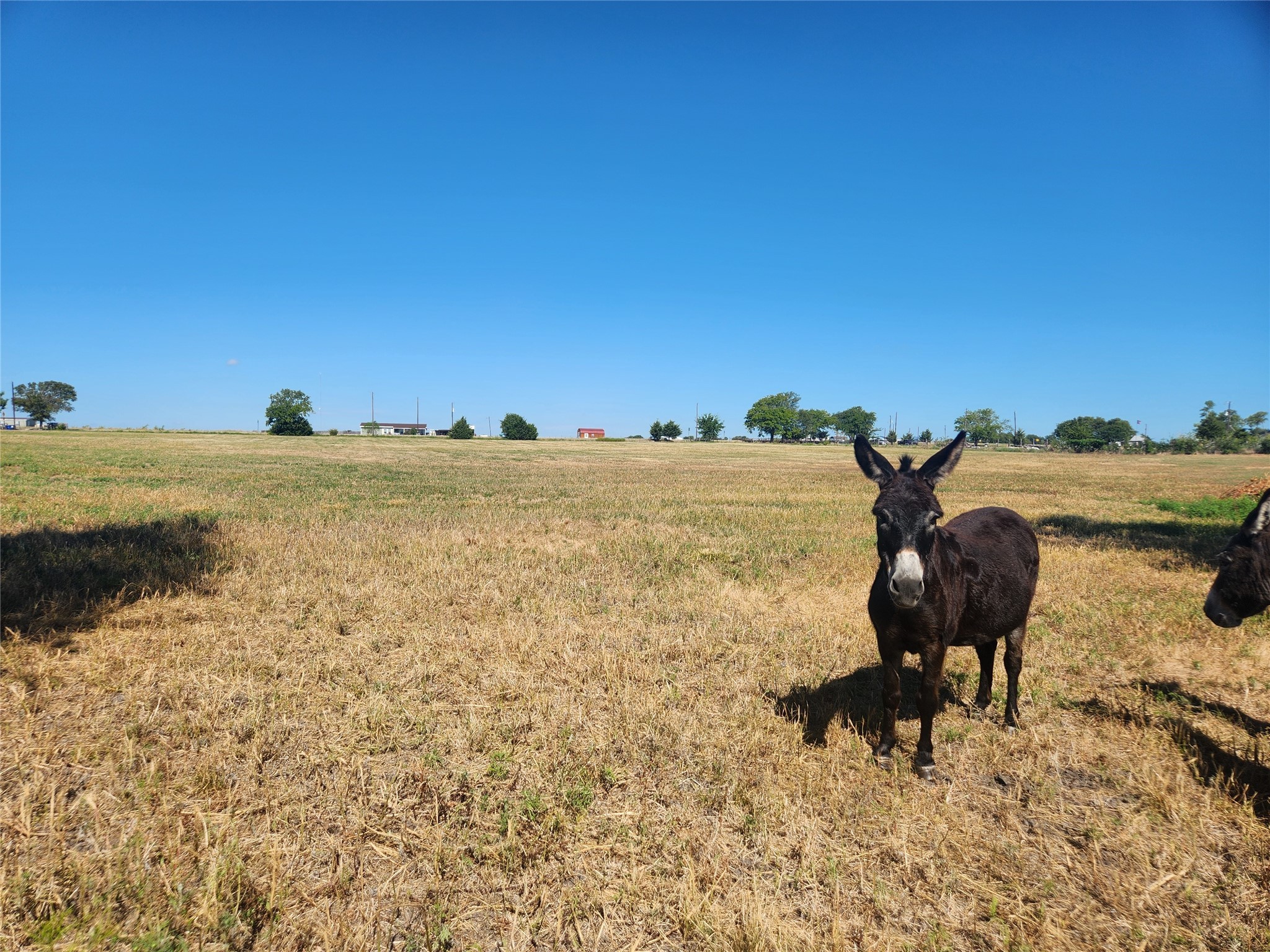 7981 Fm 697 Whitewright TX 75491
