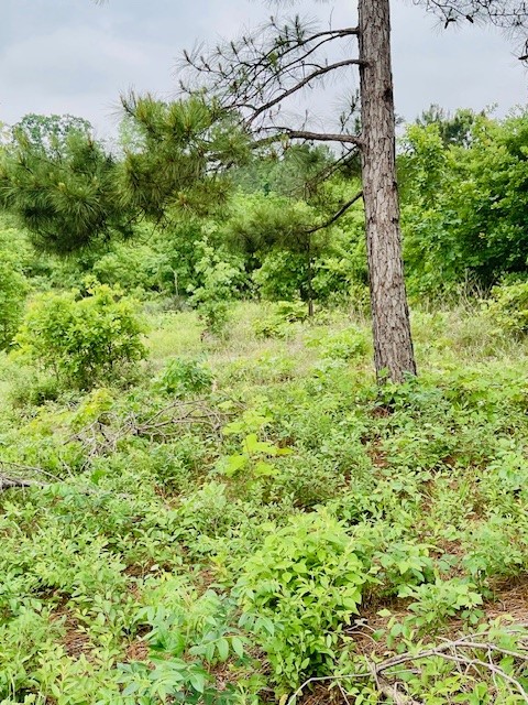 2665 County Road 3940 Mineola TX 75773