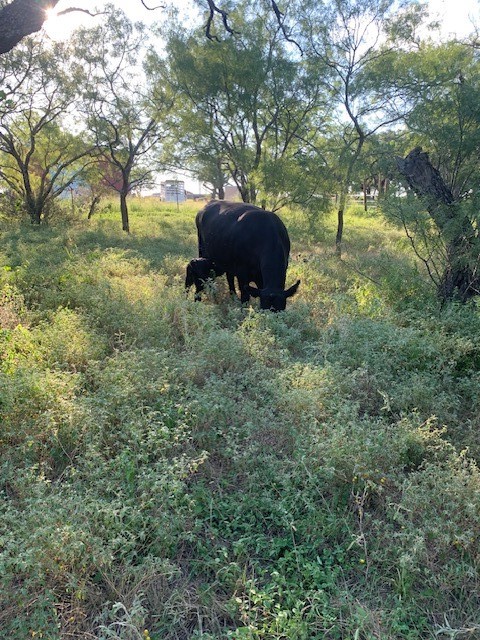 1521 Fm 590 Comanche TX 76442