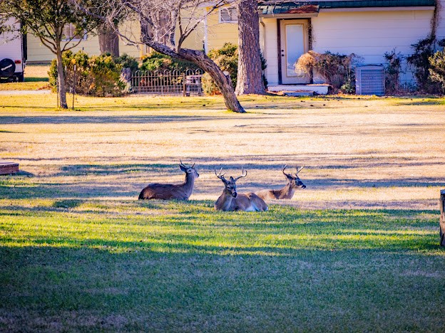 1935 Deer Trail Road Possum Kingdom Lake TX 76449