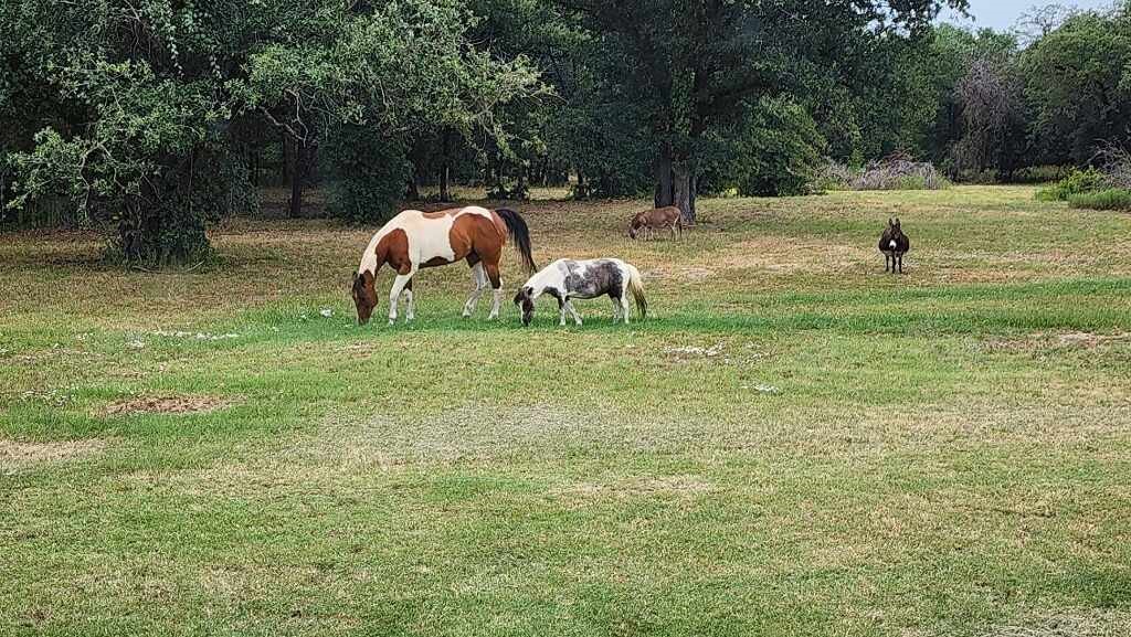 4801 Agnes Circle Springtown TX 76082