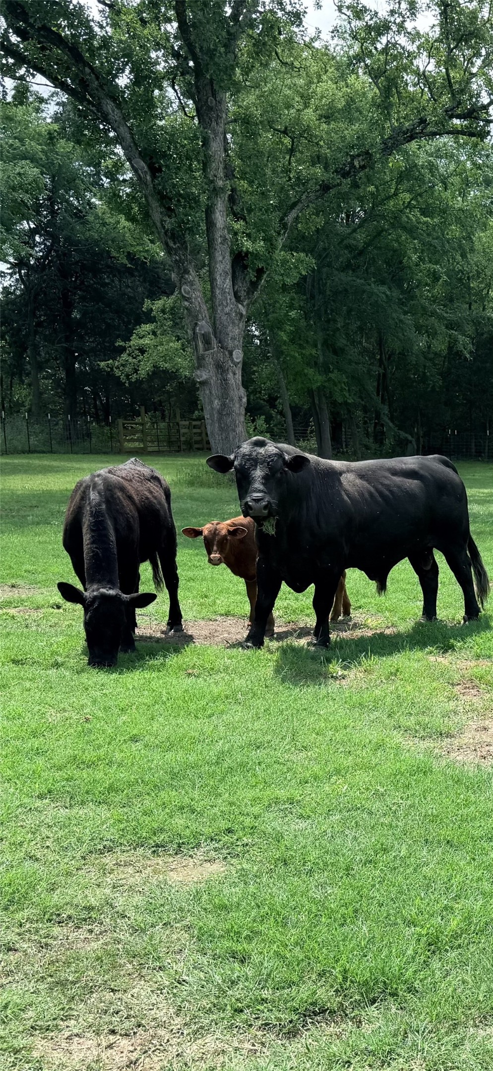 400 Vz County Road 4809 Ben Wheeler TX 75754