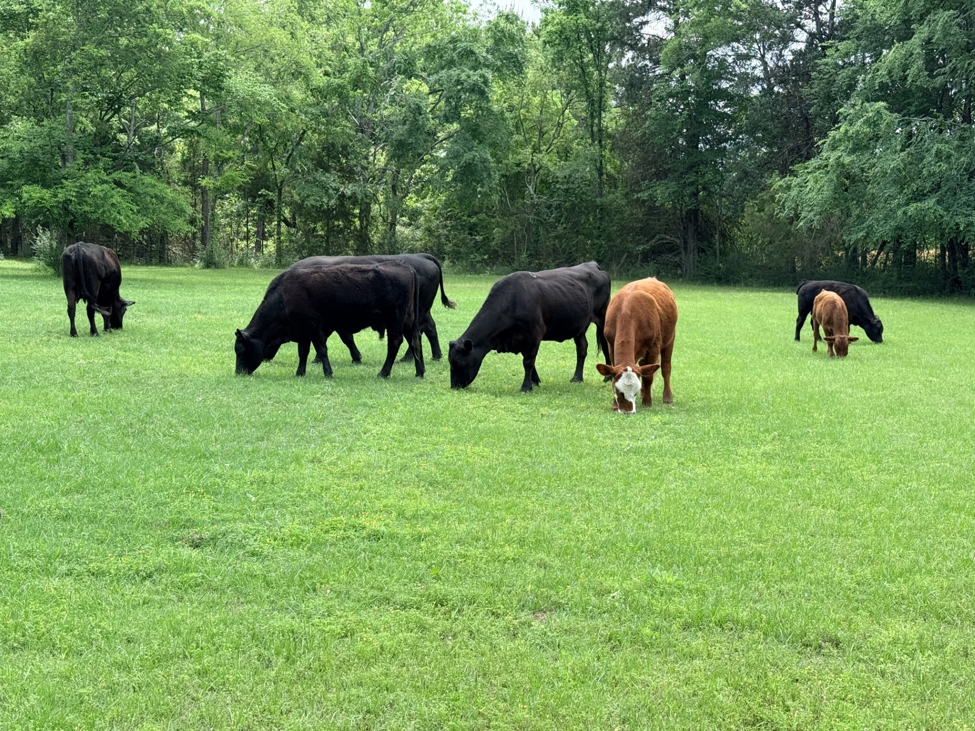 400 Vz County Road 4809 Ben Wheeler TX 75754