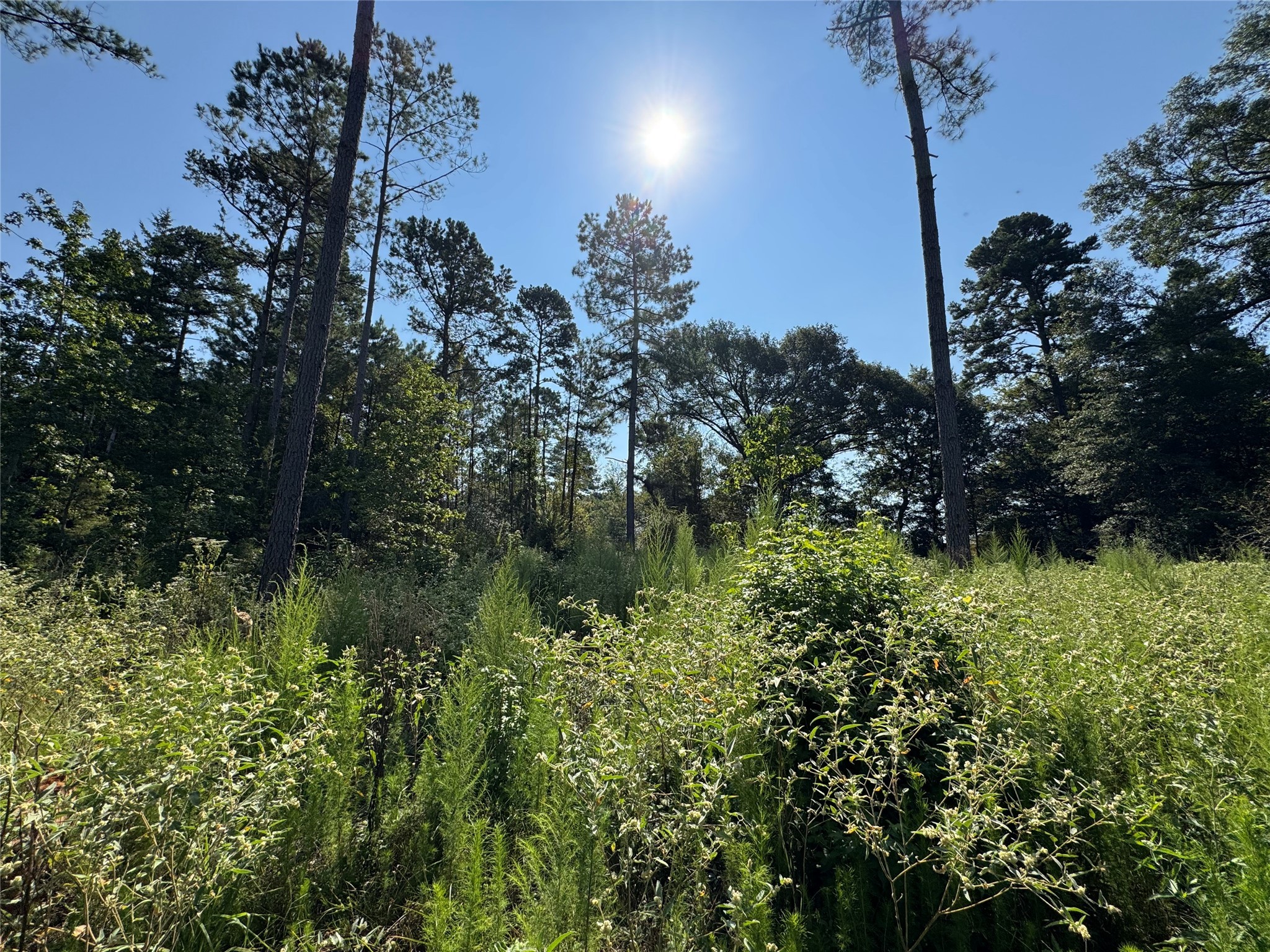 6446 Fm 752 Rusk TX 75785