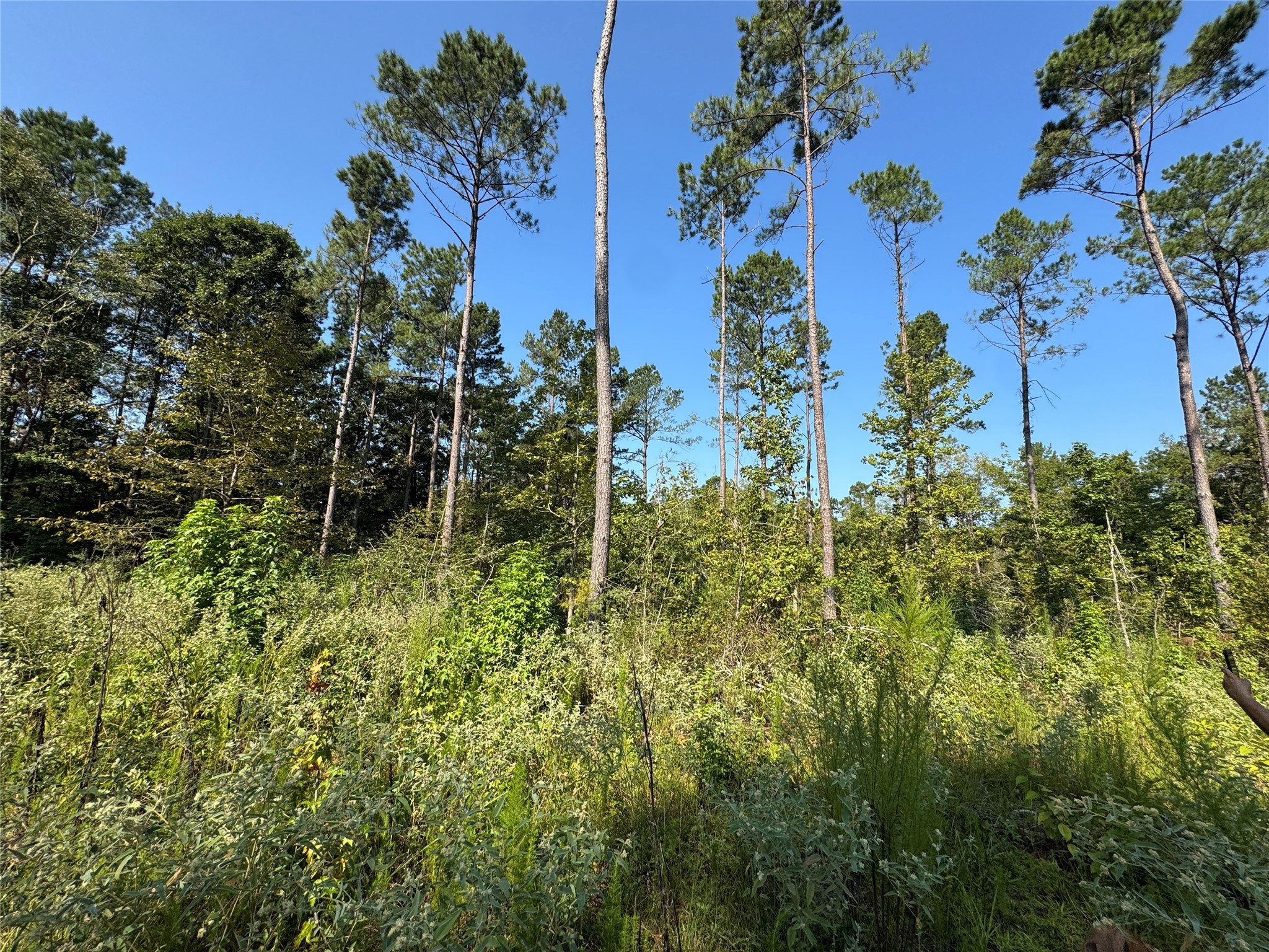 6446 Fm 752 Rusk TX 75785