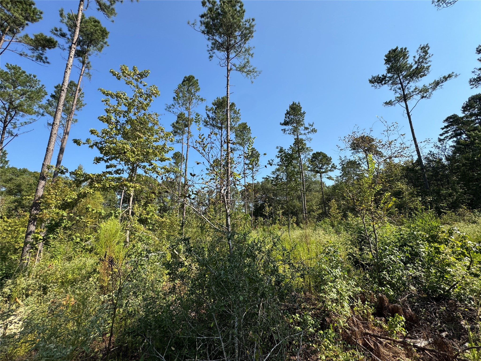 6446 Fm 752 Rusk TX 75785