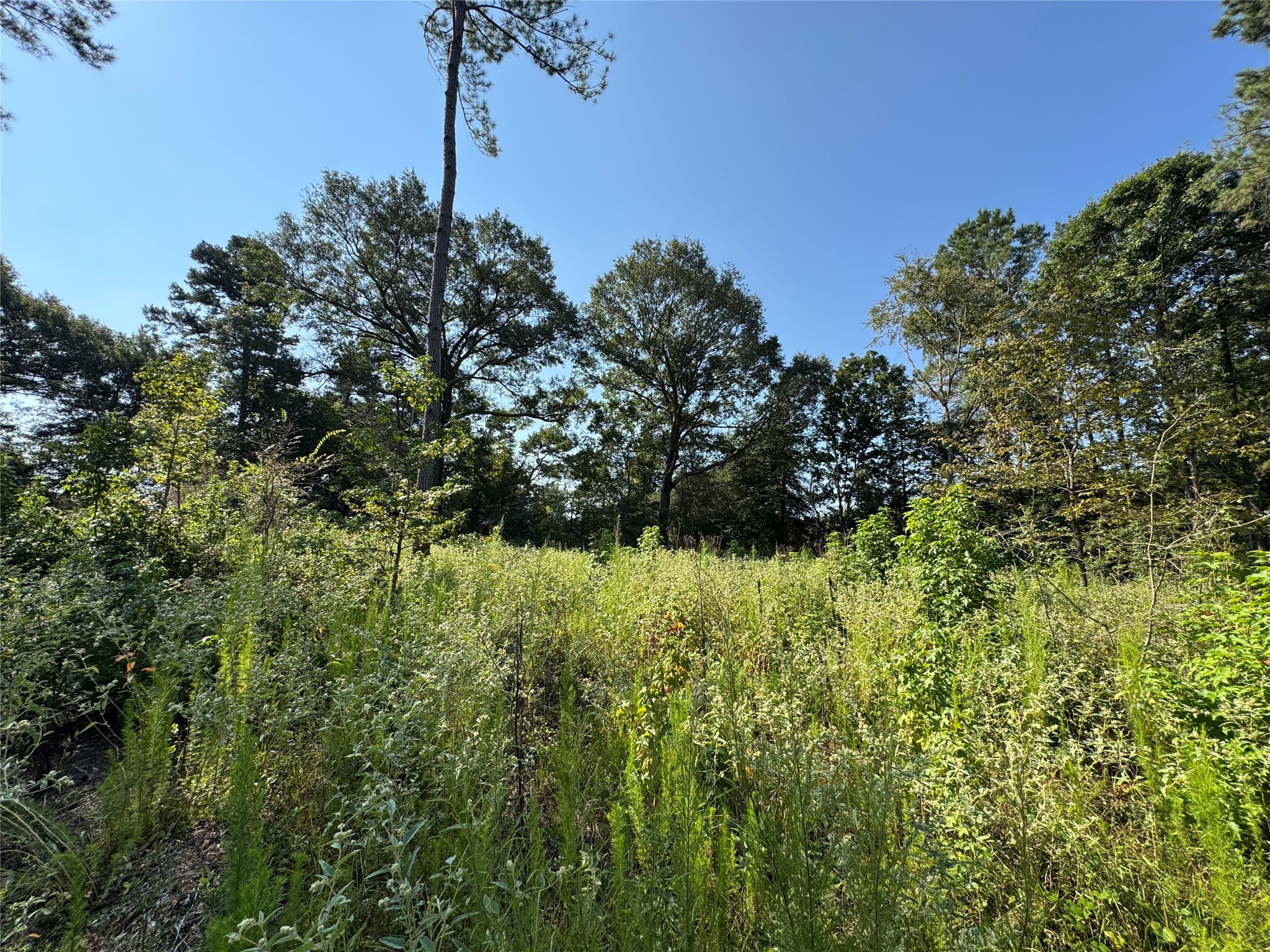 6446 Fm 752 Rusk TX 75785