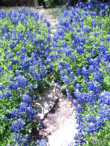 2016 N Lakeview Drive Palo Pinto TX 76484
