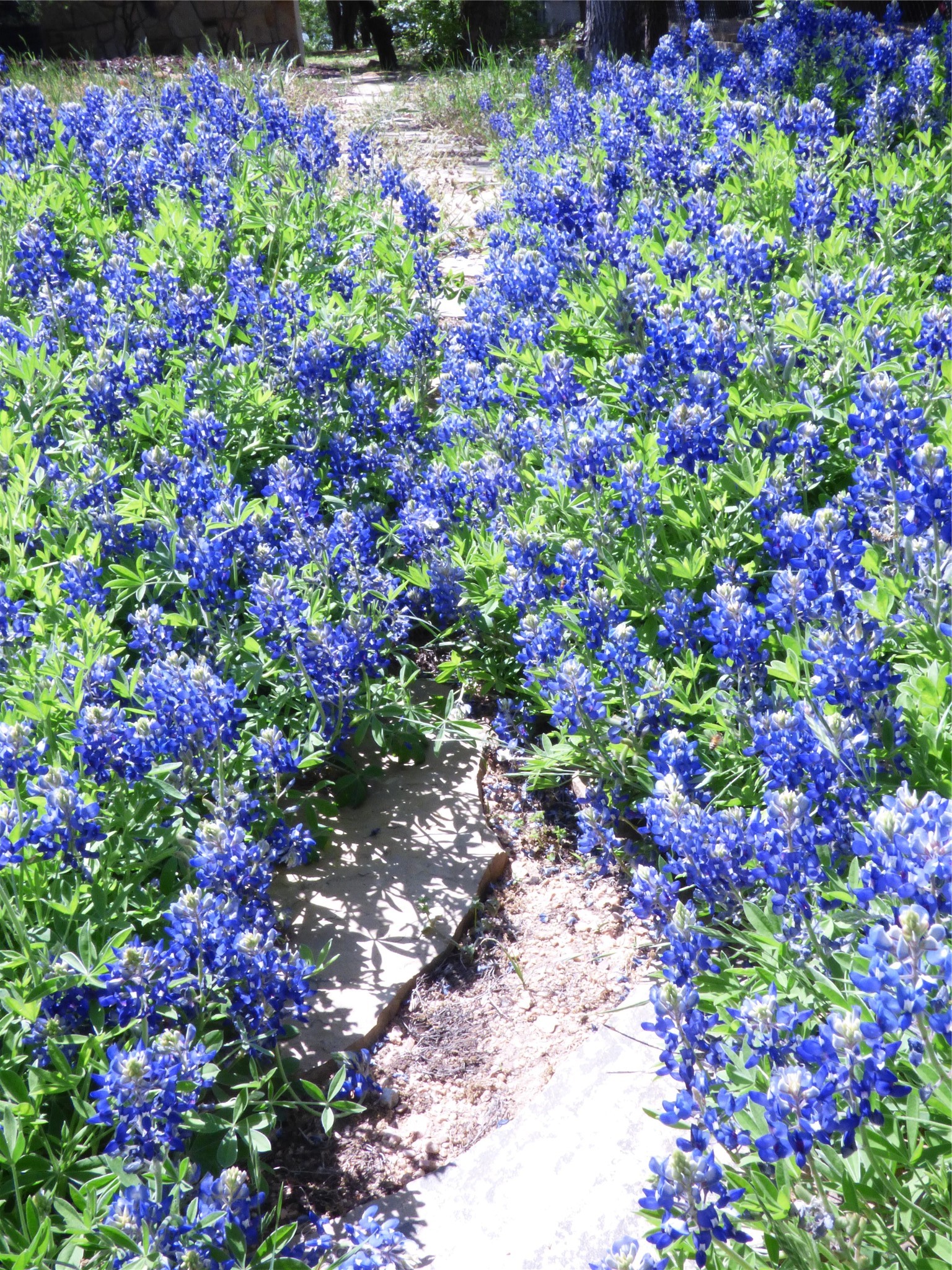 2016 N Lakeview Drive Palo Pinto TX 76484