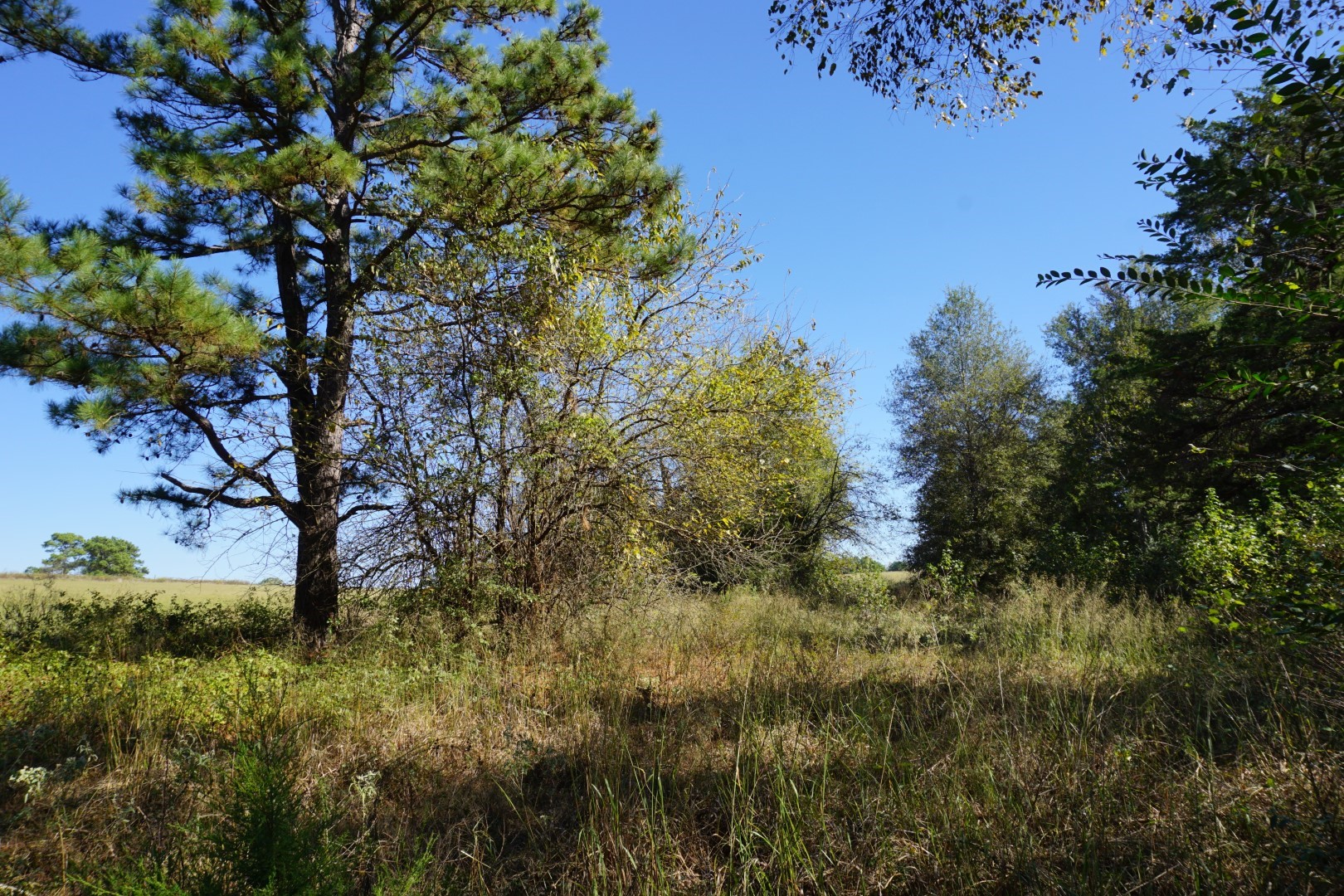 CR4301 Plainview Road Naples TX 75571