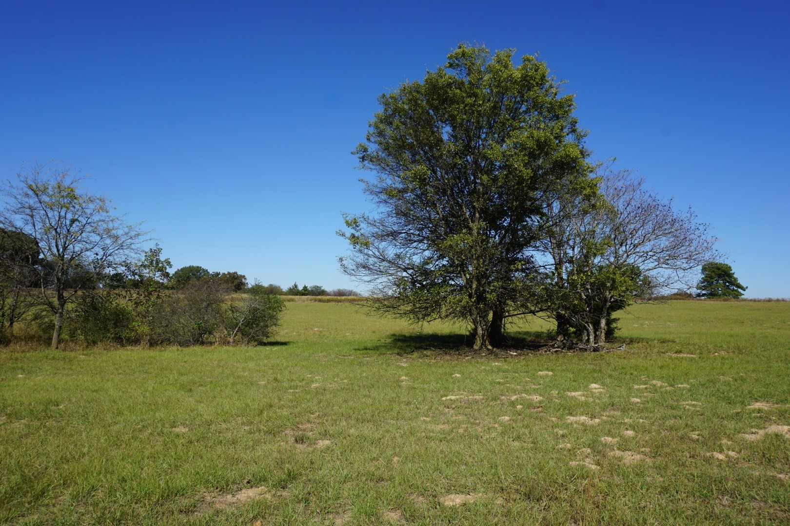 CR4301 Plainview Road Naples TX 75571