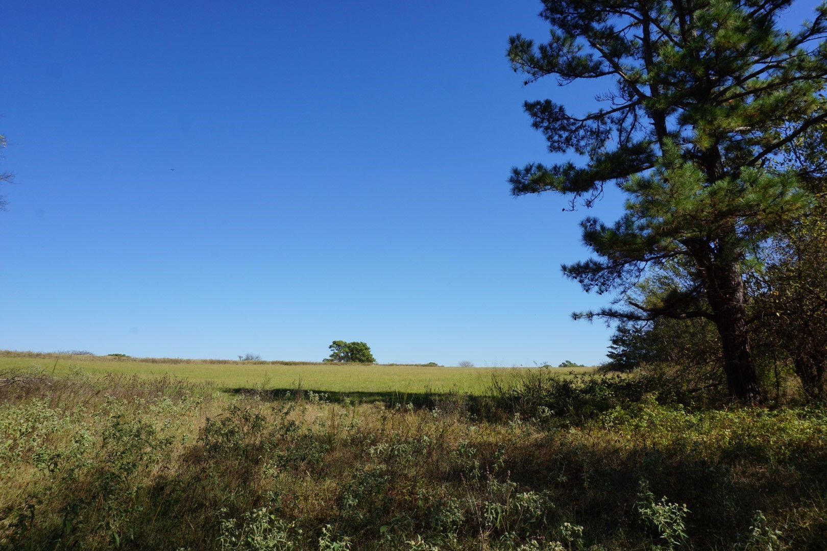 CR4301 Plainview Road Naples TX 75571