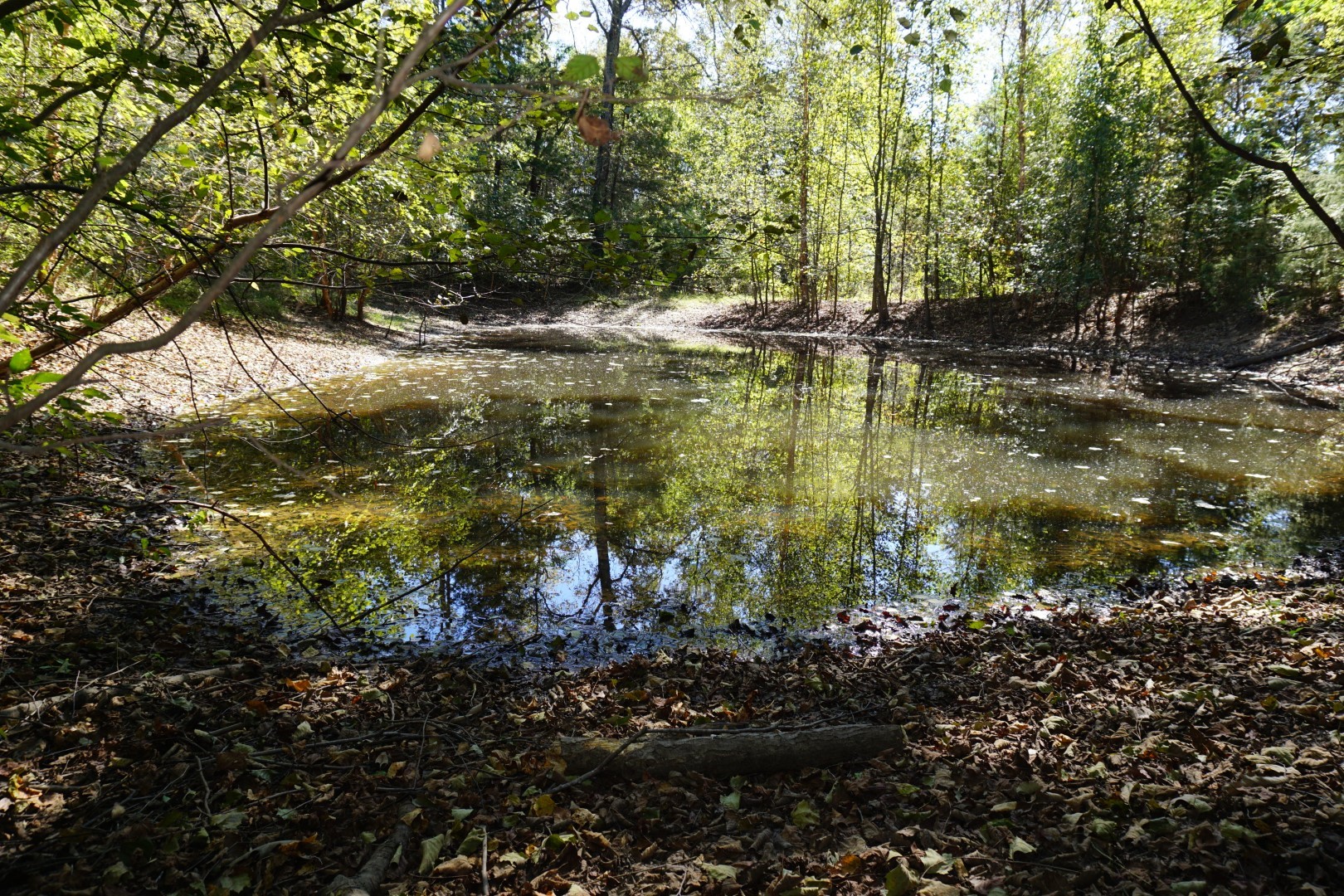 CR4301 Plainview Road Naples TX 75571