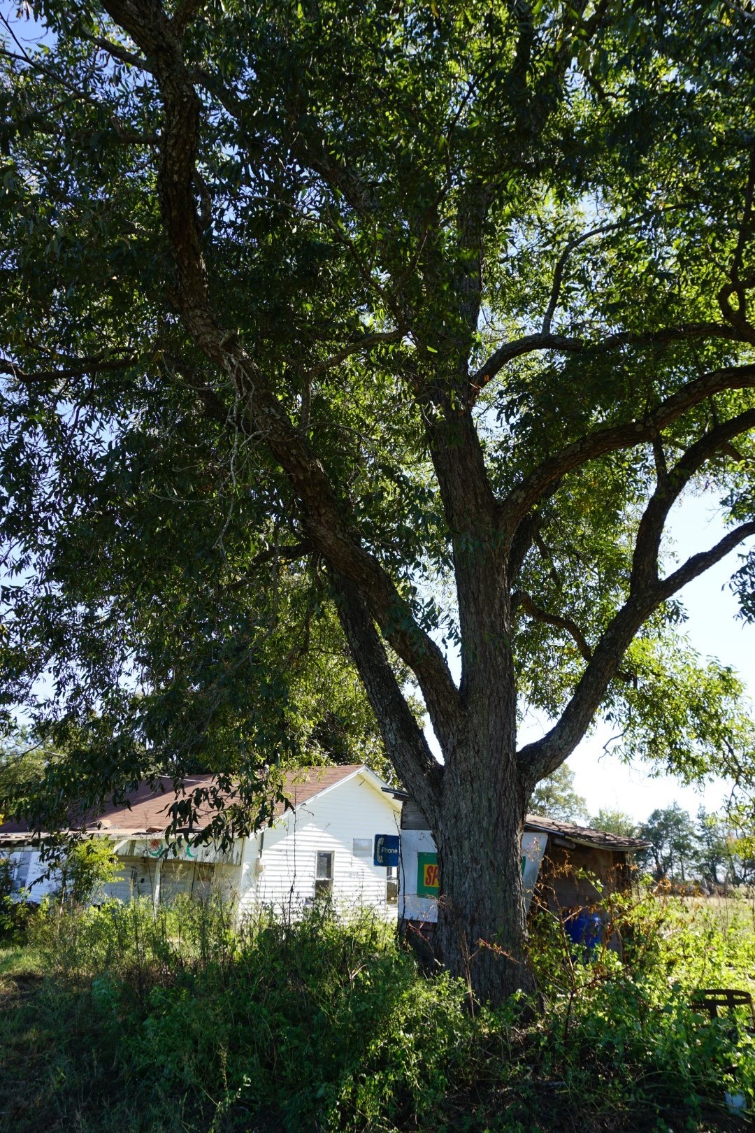 CR4301 Plainview Road Naples TX 75571