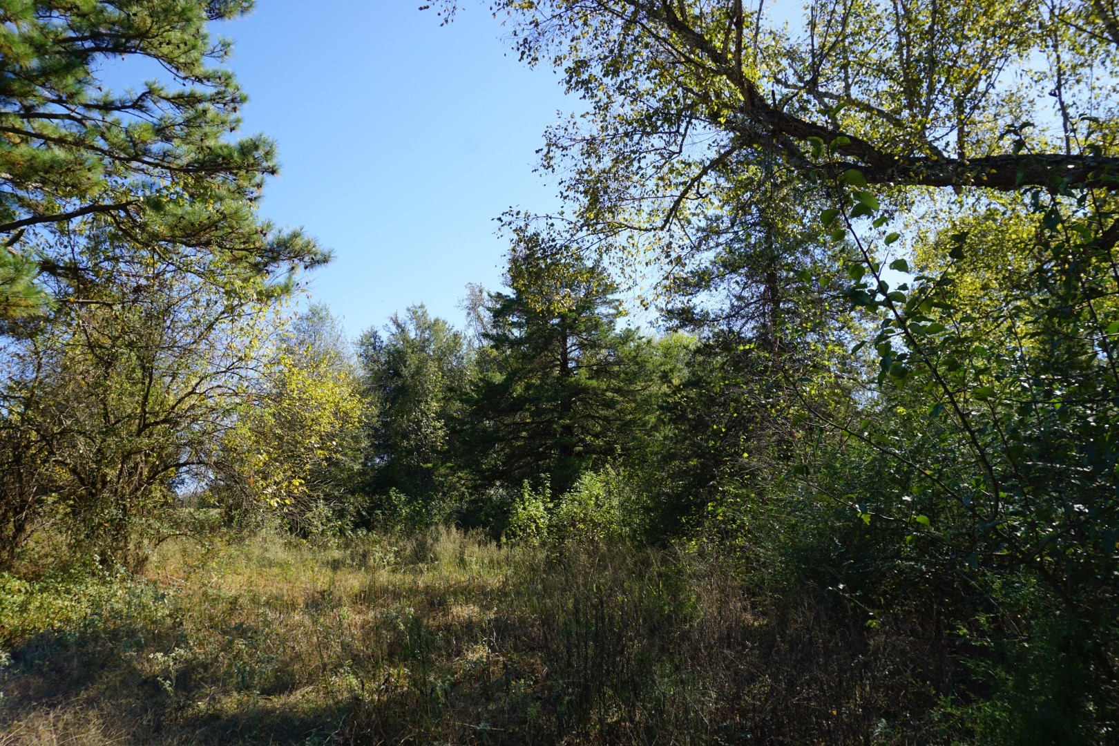 CR4301 Plainview Road Naples TX 75571