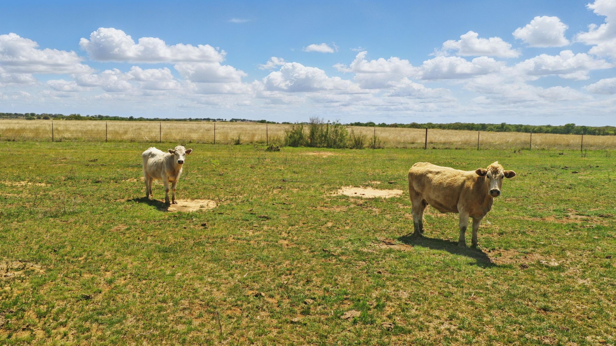 1359 County Road 195 Gorman TX 76454