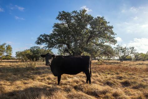 5550 S Us Highway 87 Brady TX 76825