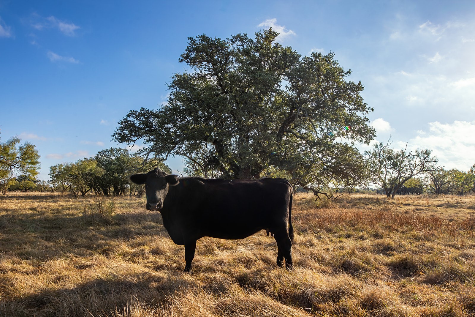 5550 S Us Highway 87 Brady TX 76825