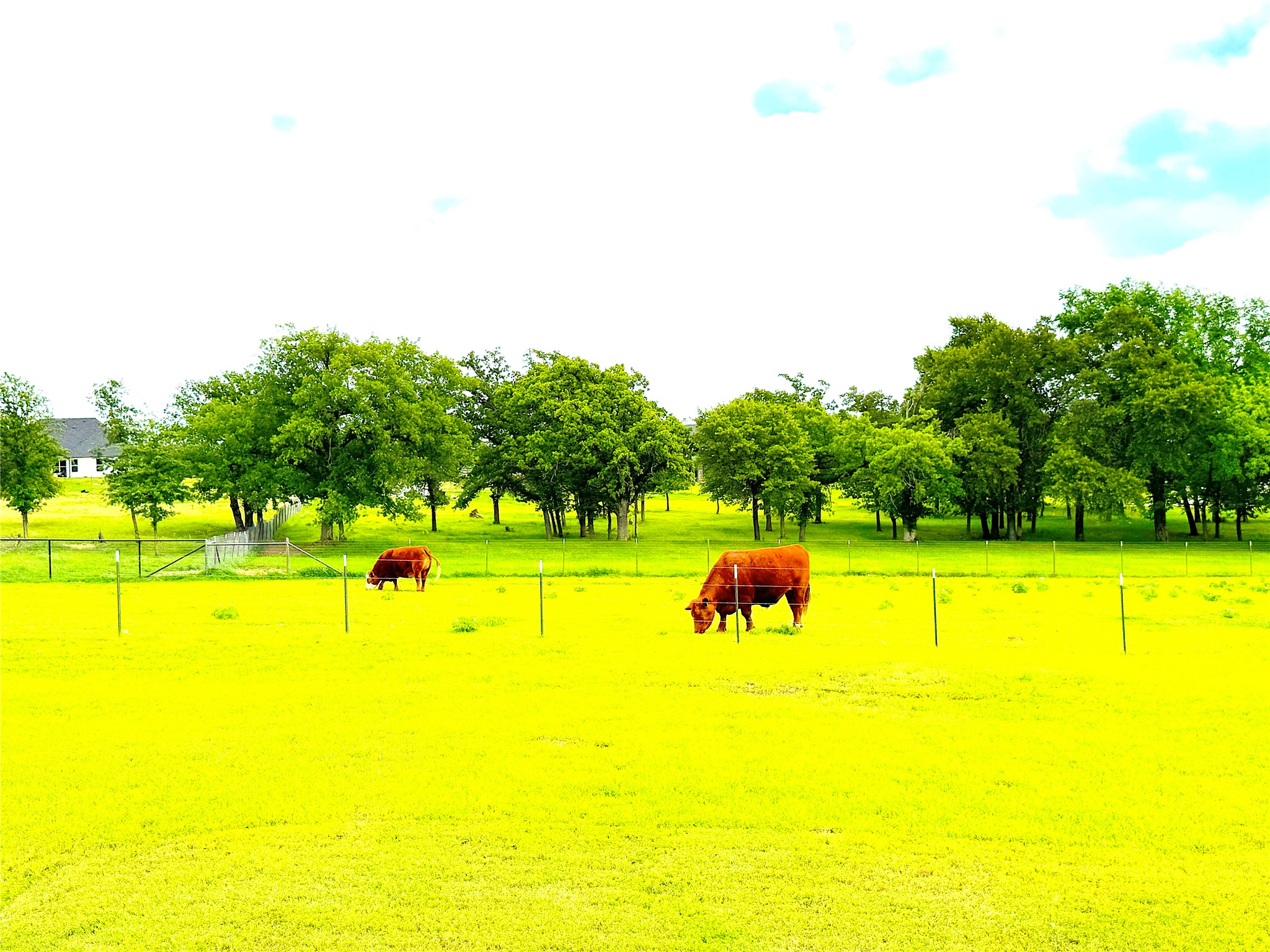 229 Oak Tree Court Poolville TX 76487