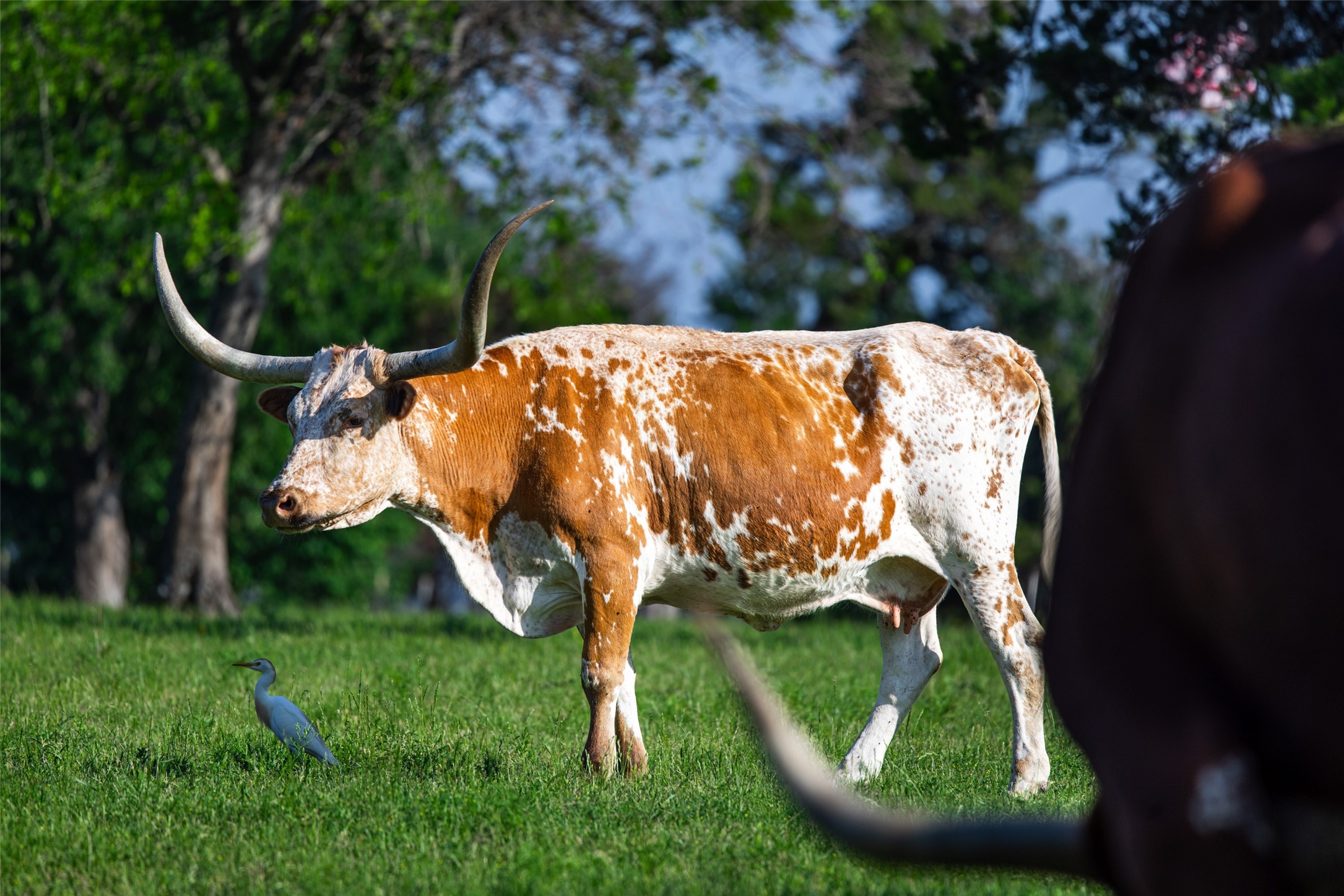 1665 W Belt Line Road Cedar Hill TX 75104