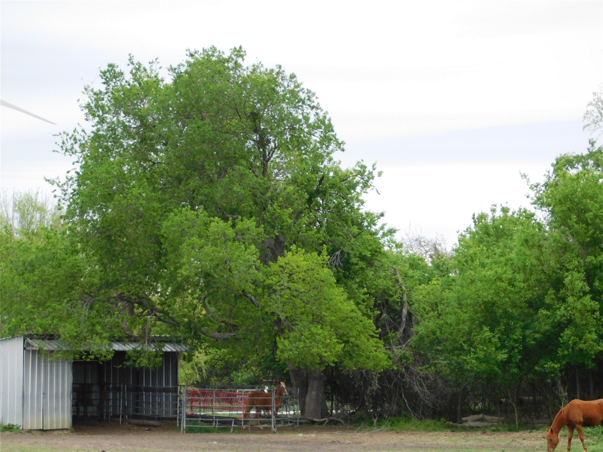 1032 Fm 936 Hubbard TX 76648
