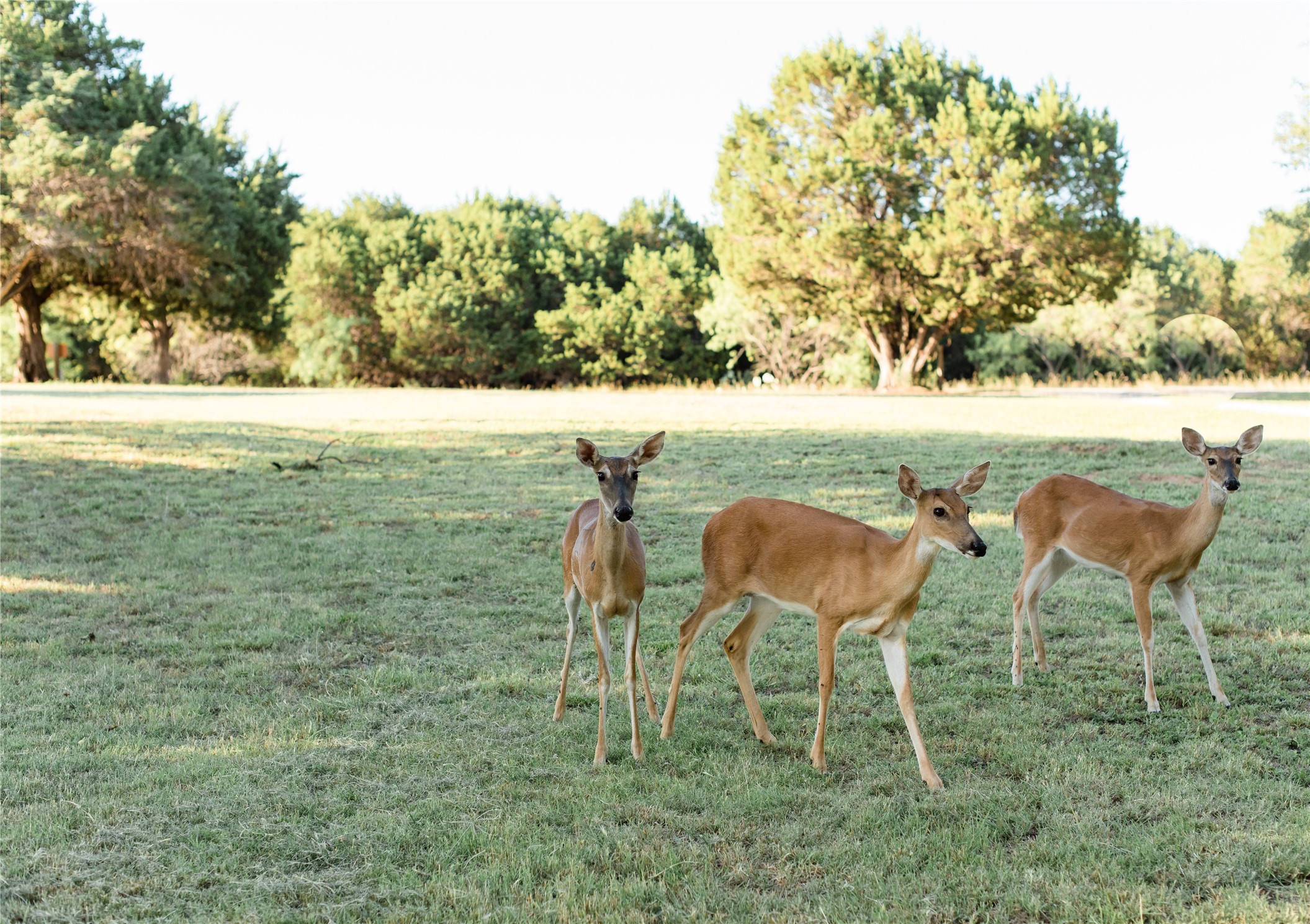 2037 Harris Drive Graford TX 76449