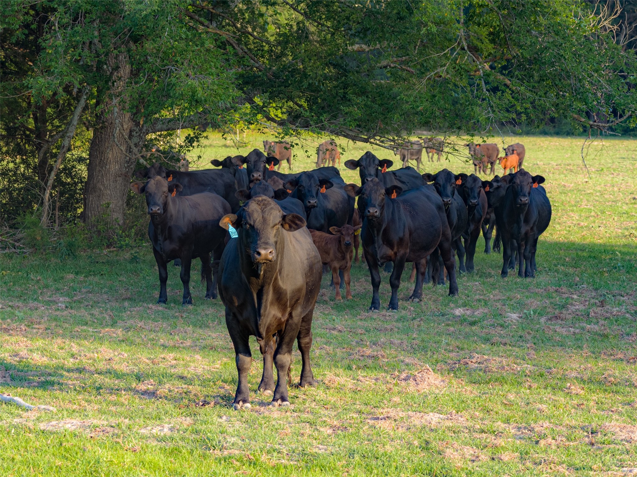 13612 County Road 3900 Athens TX 75752