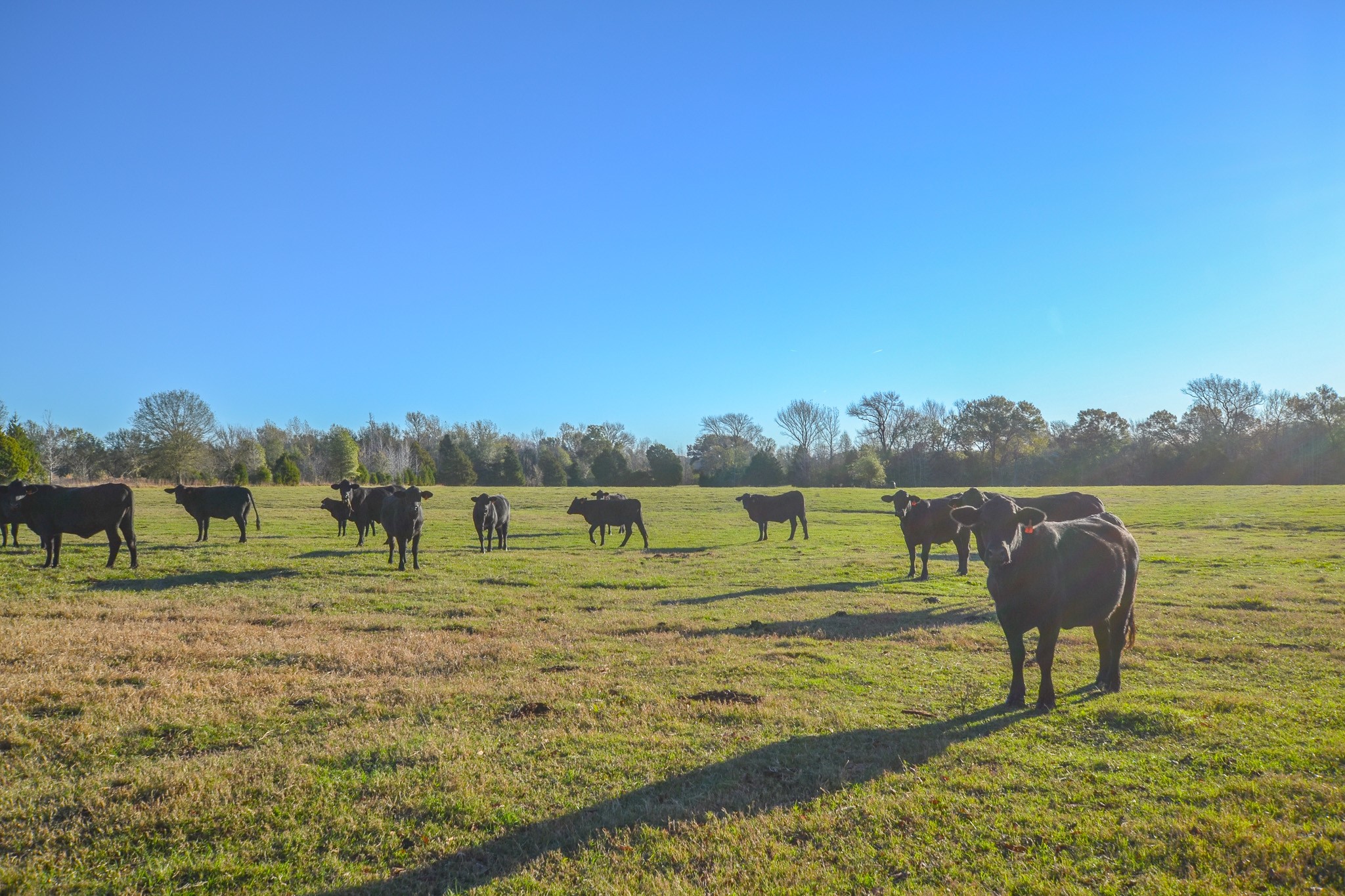 13612 County Road 3900 Athens TX 75752