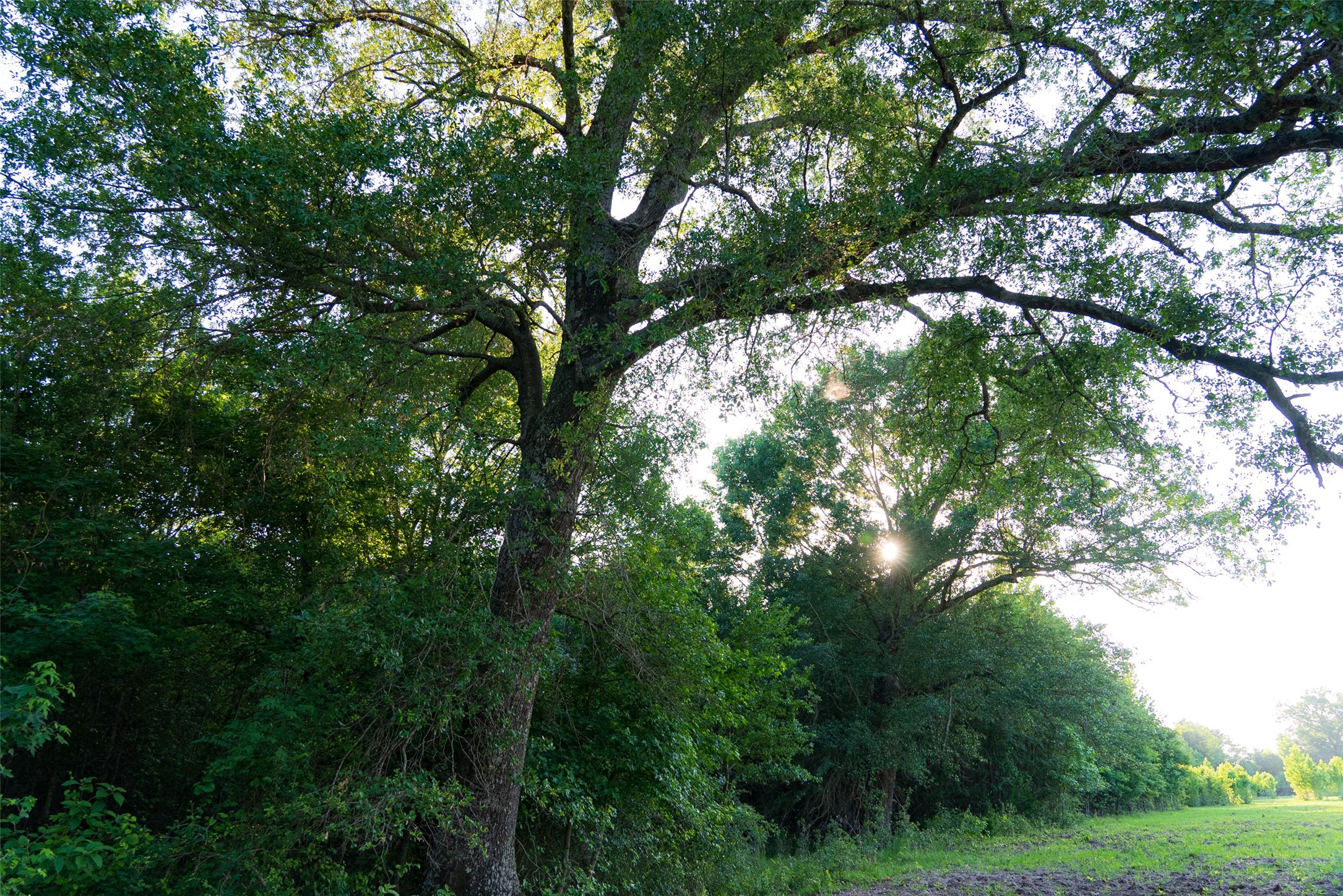 13612 County Road 3900 Athens TX 75752