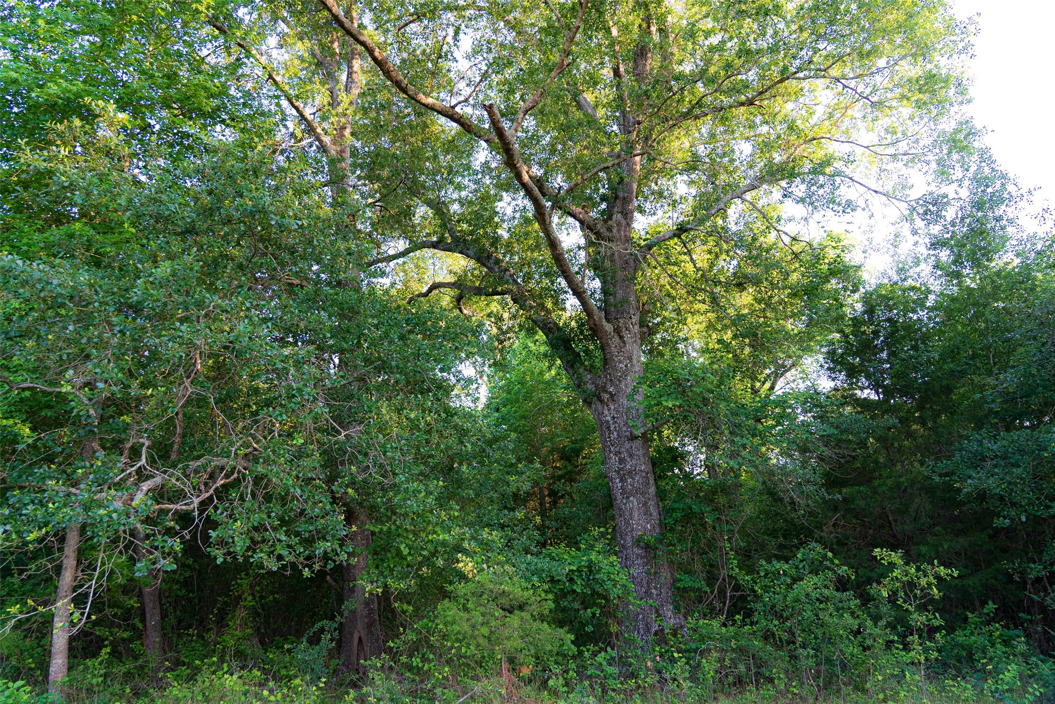 13612 County Road 3900 Athens TX 75752