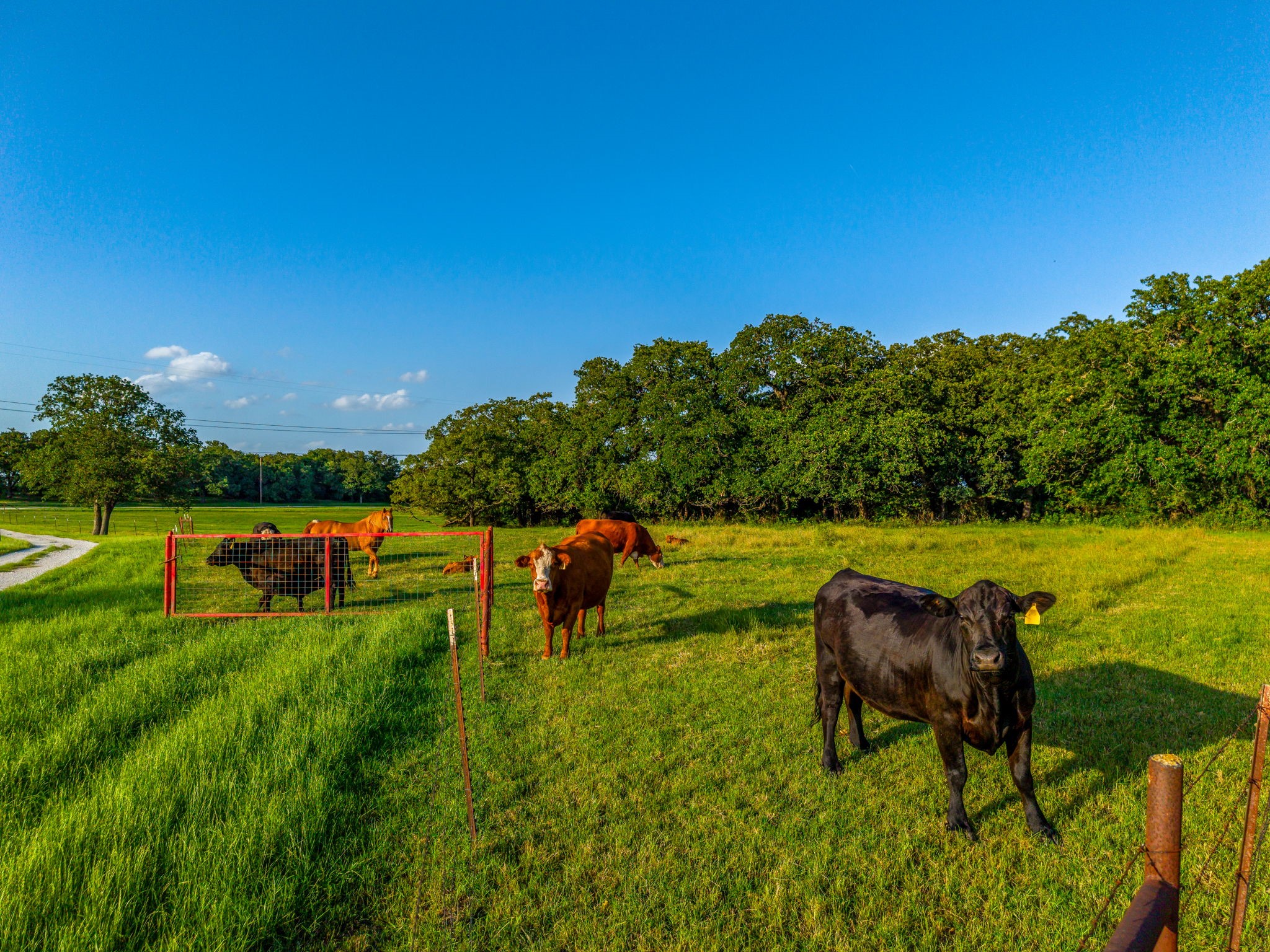 141 County Road 4793 Boyd TX 76023