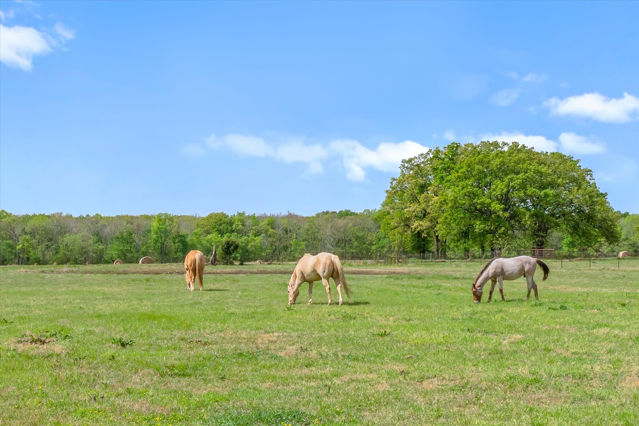 260 Vz County Road 3531 Edgewood TX 75117