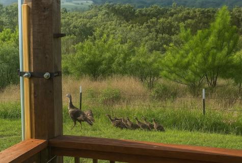 12516 Wire Road Leander TX 78641
