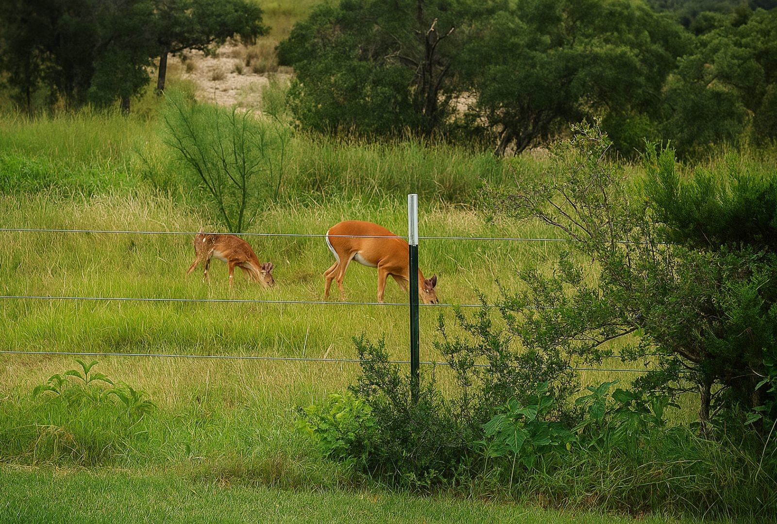 12516 Wire Road Leander TX 78641