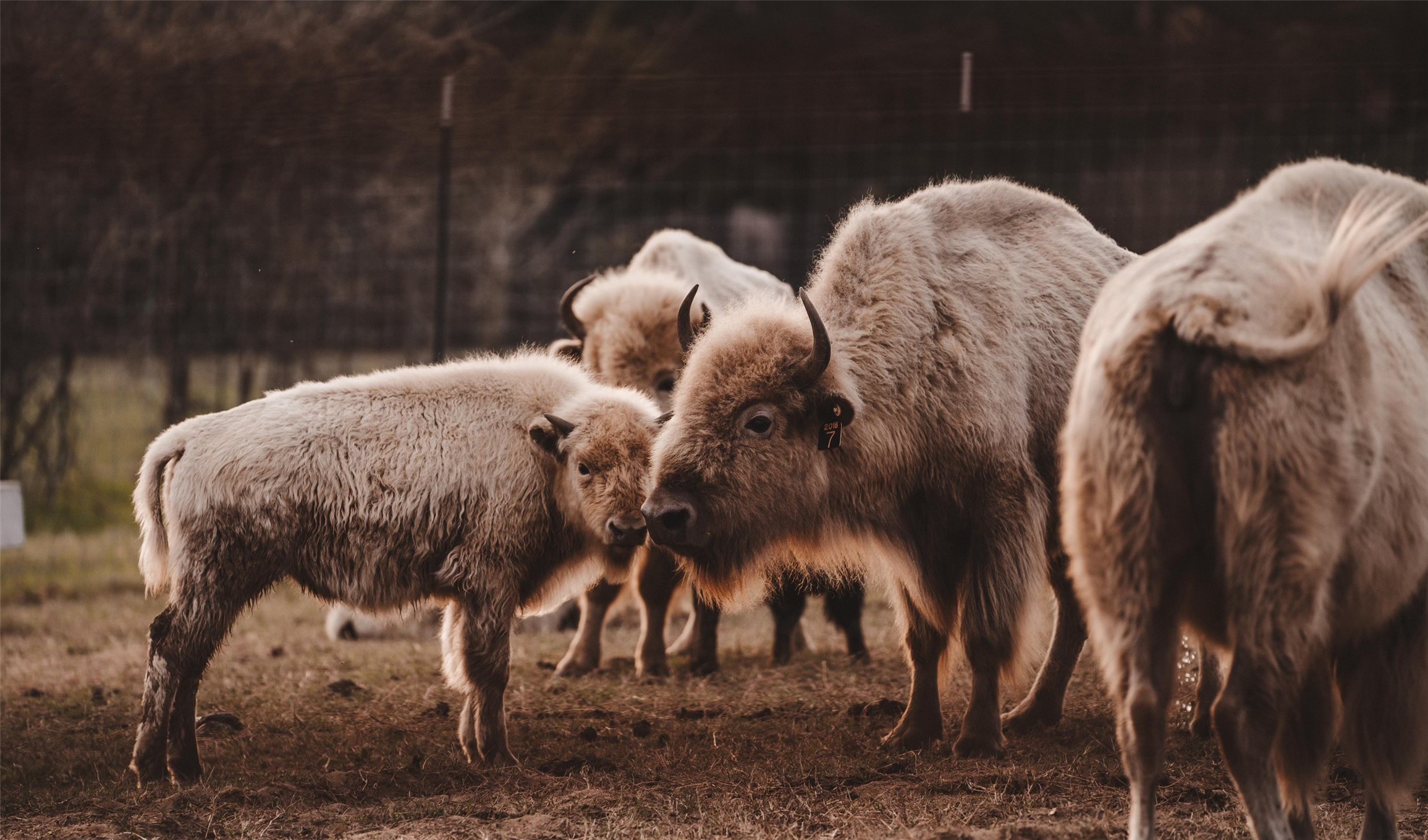 6700 Valley View Drive Athens TX 75752