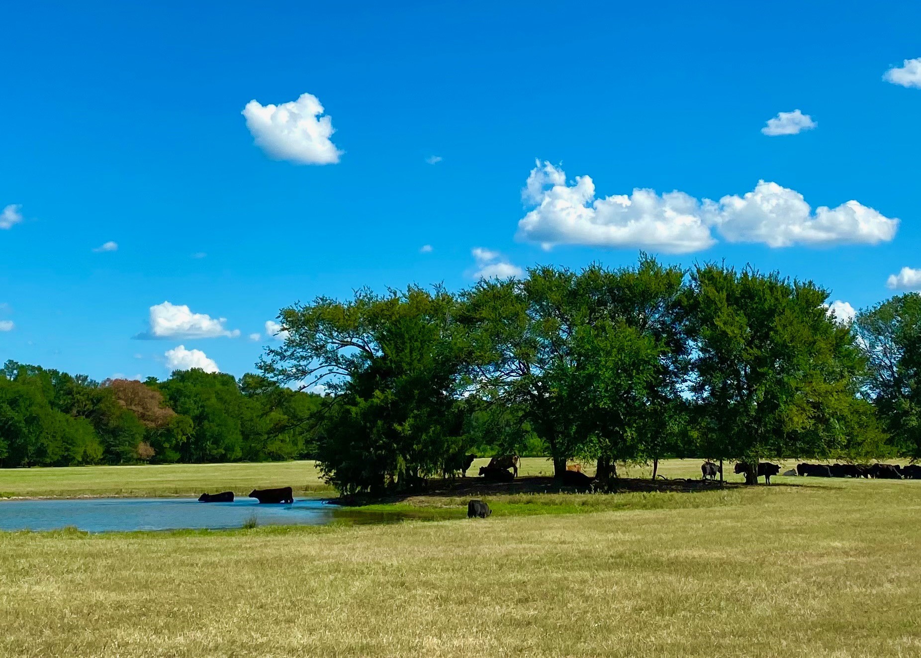 1476 County Road 2130 Telephone TX 75488