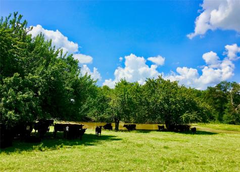 1476 County Road 2130 Telephone TX 75488