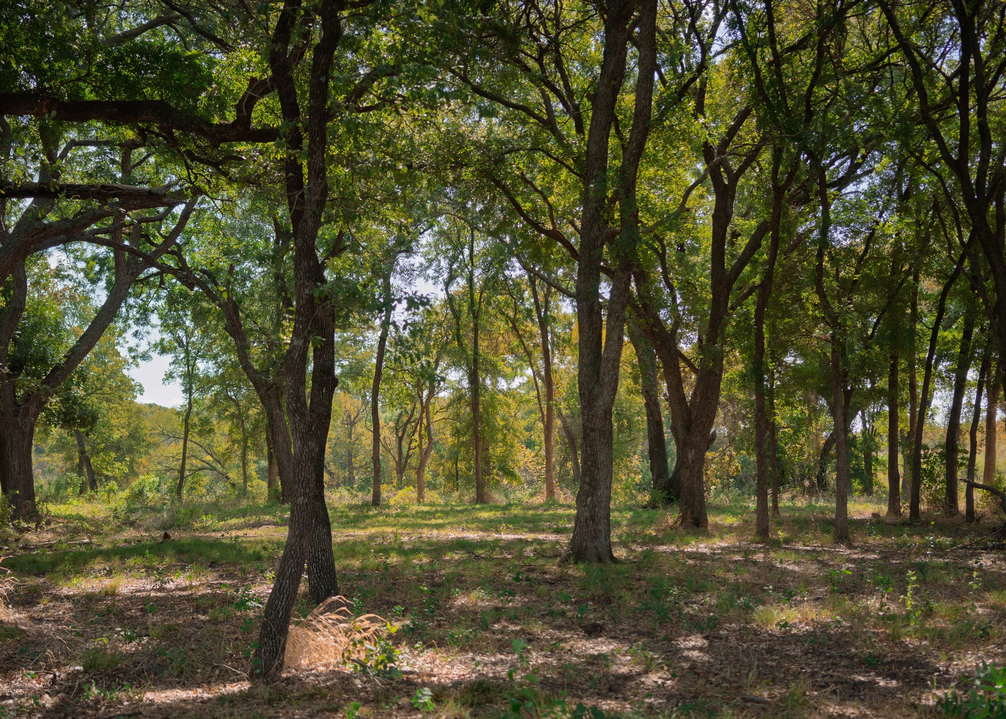 316 Manza Court Aledo TX 76008